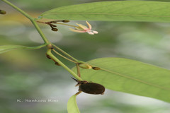 Hydnocarpus anthelminthicus